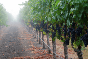 Sangiacomo Robert's Road Vineyard in Sonoma County