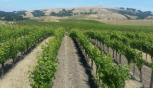 Sonoma Stage Vineyard in Sonoma Coast AVA